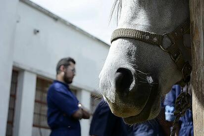 Veterinario alerta sobre riesgos en cabalgatas y la necesidad de proteger a los caballos