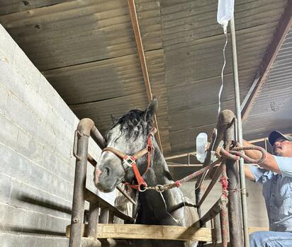 Caballo de Castaños muestra mejoras tras golpe de calor en Sabinas
