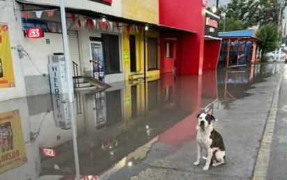 Roco, el perro guardián de una carnicería, fue asesinado durante un robo en Villa de Palaú