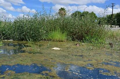 Río Monclova, foco de mosquitos: advierten riesgo de dengue en colonias aledañas