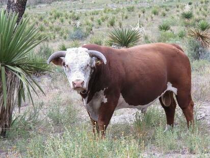 Abren registro para recibir toros de mejoramiento genético en Coahuila