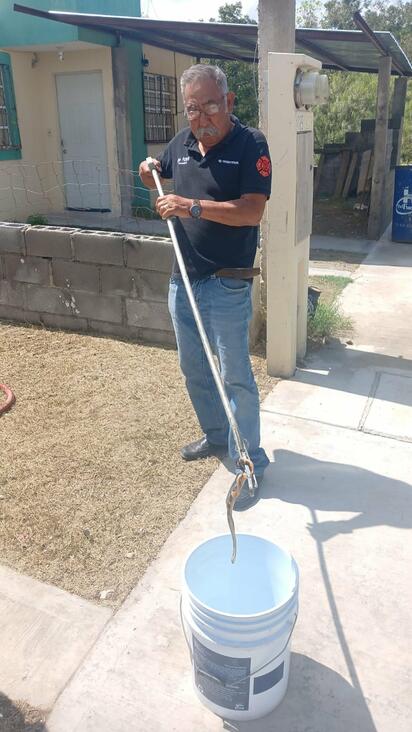 Bomberos capturan víbora en domicilio de San Antonio 2, Sabinas