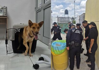 Lola, la perrita rescatada del maltrato en Monclova