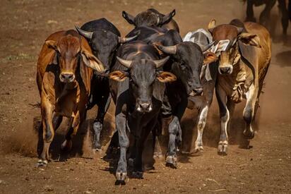 Sabinas albergará importante evento ganadero con entrega de toros