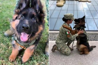 Arkadas, el perrito donado por Turquía, muestra su evolución en la Sedena