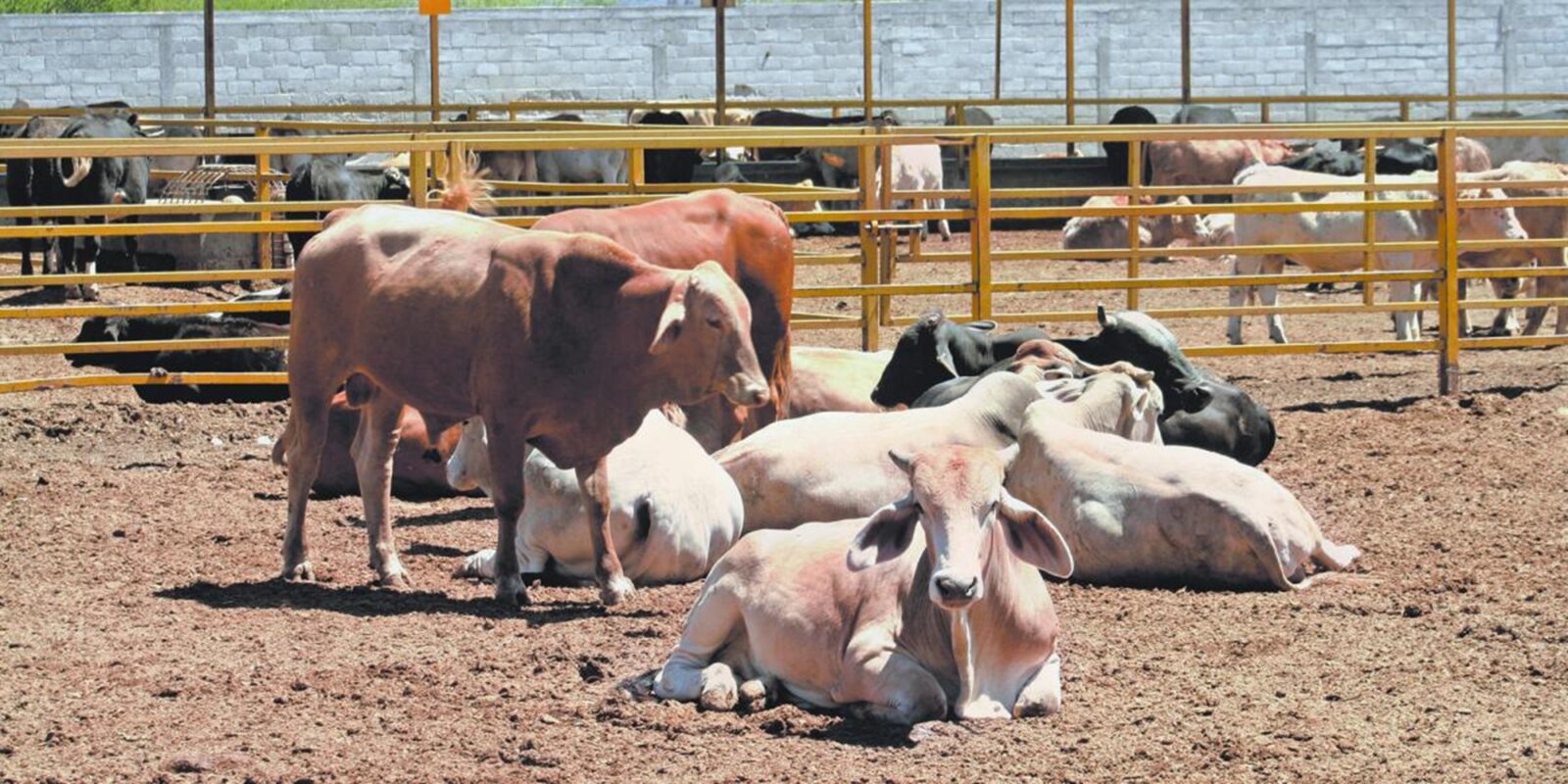 Inversión de 17.6 MDP impulsa entrega de 350 toros en Coahuila