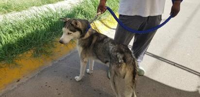 Invitan a campaña de esterilización a bajo costo para perros y gatos