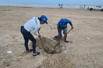 Detectan gripe aviar en gaviota en Playa Bagdad, Tamaulipas