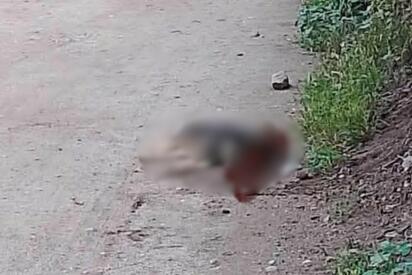 Reportan envenenamiento de perros en Mitla, Oaxaca