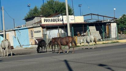 Reglamento prohíbe caballos sueltos en calles de Múzquiz