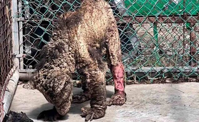 Nuevo León