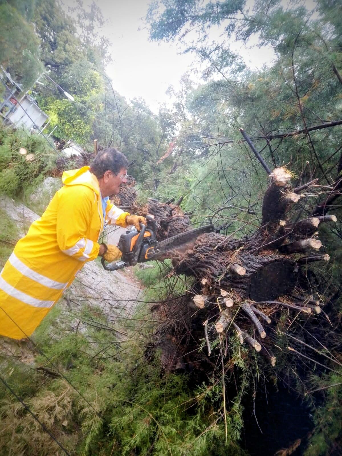 Atienden caída de árbol tras lluvia en Múzquiz