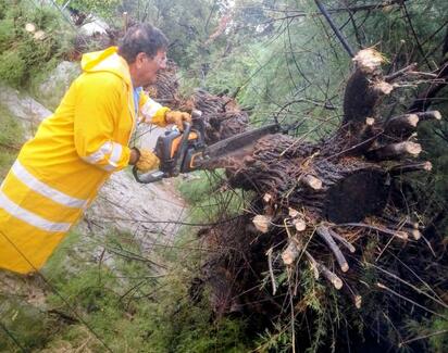 Atienden caída de árbol tras lluvia en Múzquiz