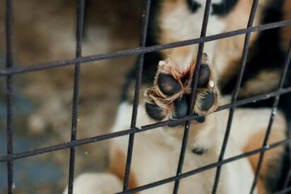 Crueldad animal podría castigarse con hasta 9 años de cárcel en Coahuila