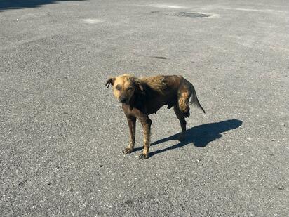 Dolor en las calles: maltrato animal sin control en Monclova