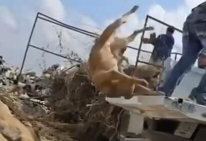 Investiga Fiscalía denuncias por maltrato animal en Piedras Negras