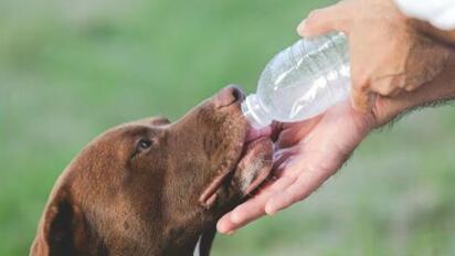 Cómo detectar y qué hacer ante un golpe de calor en perros y gatos