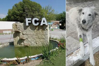 Despiden con tristeza a “Lobo”, el alma canina de la FCA