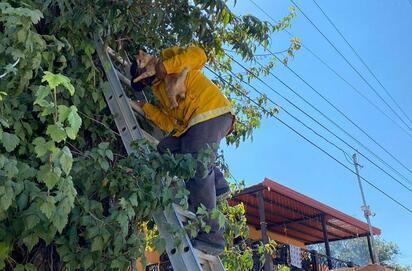Bomberos de Múzquiz rescatan gato atrapado varios días en árbol