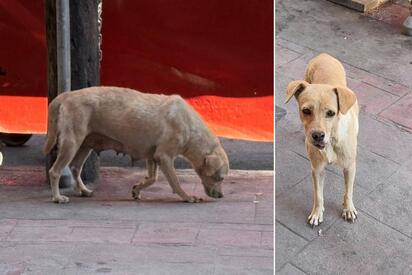 Perrita herida conmueve a comerciantes del centro de Monclova