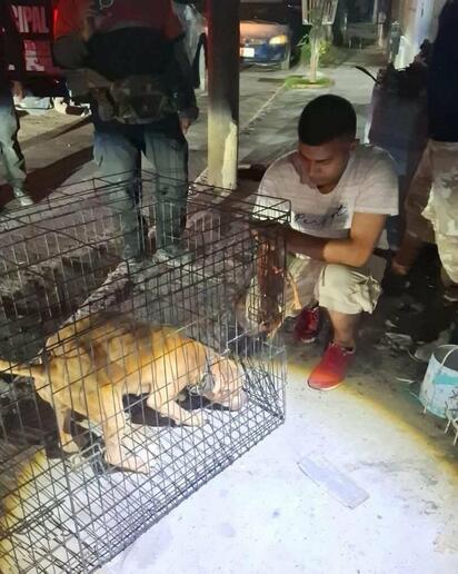 Rescatan a perrita abandonada y hallan canino muerto en operativo de bienestar animal