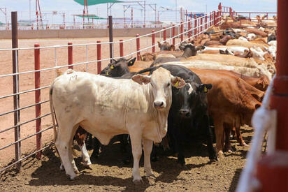 USDA monitorea gusano barrenador en México