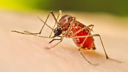 Monclova refuerza acciones preventivas contra el dengue ante aumento de casos en la región