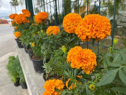 Comerciantes de Monclova se preparan para vender en el Panteón Guadalupe durante el Día de Muertos