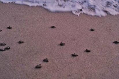 Semar y Conanp protegen liberación de 213 crías de tortuga