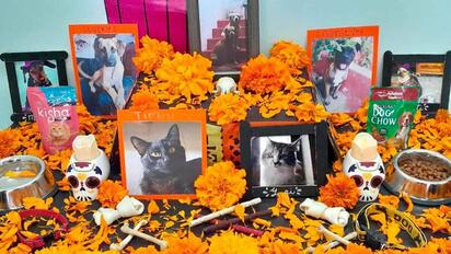 Alumbrada por mascotas fallecidas ilumina el Centro de Bienestar Animal