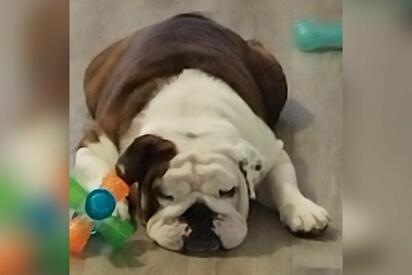 Hasta 25 mil pesos por tu mascota: las nuevas pólizas del amor animal