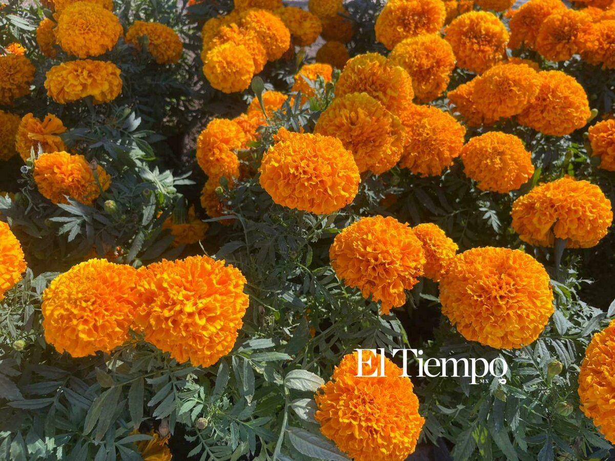 Día de Muertos