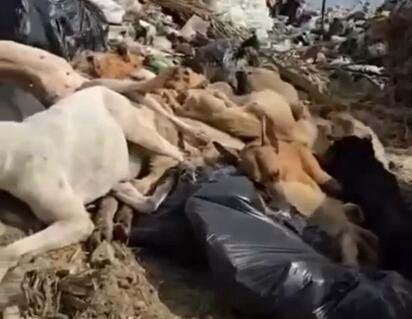 Municipio de Piedras Negras responde a investigación por tiradero de perros