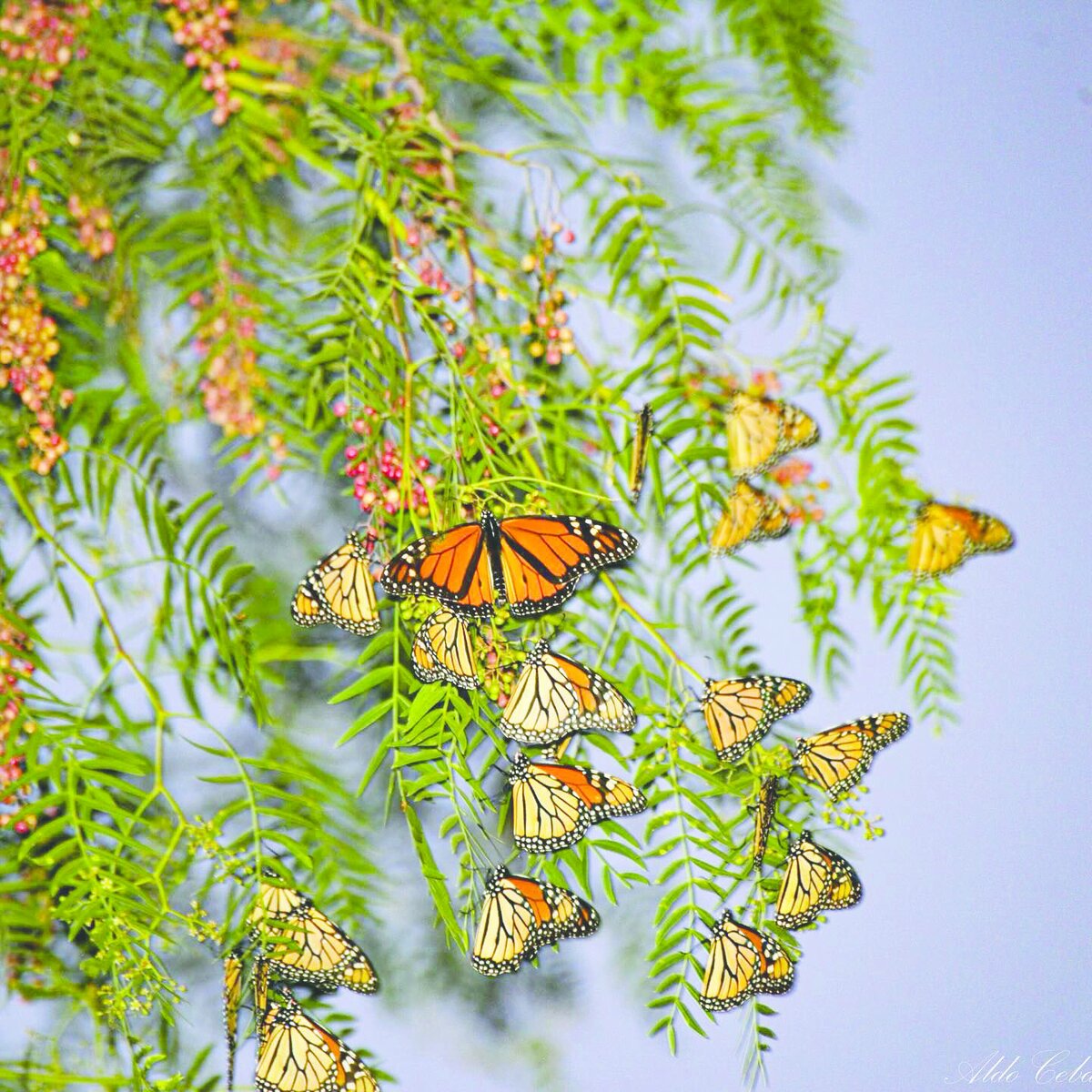 Avistamiento de la mariposa Monarca comienza en Coahuila