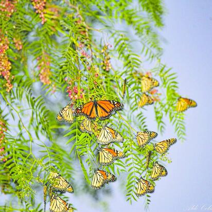 Avistamiento de la mariposa Monarca comienza en Coahuila