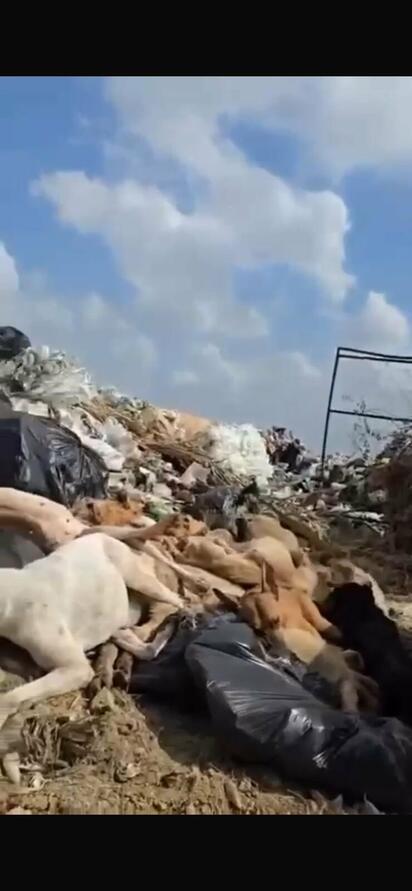 Sigue la investigación del caso del basurero municipal