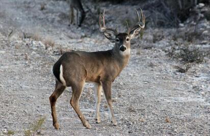 Región Carbonífera impulsa a Coahuila como líder del turismo cinegético