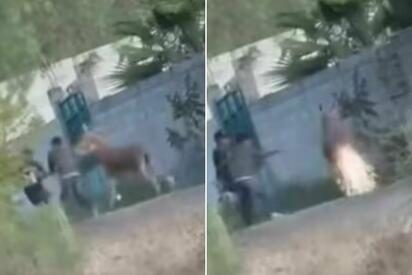 Indignación en Querétaro: jóvenes prenden cohete en la cola de un burro