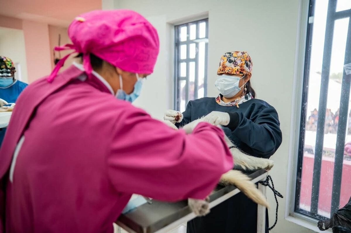 Esterilización canina gratuita