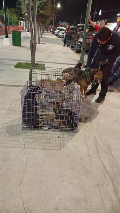 Bomberos refuerzan campaña de adopción rápida para rescatar perros en situación vulnerable