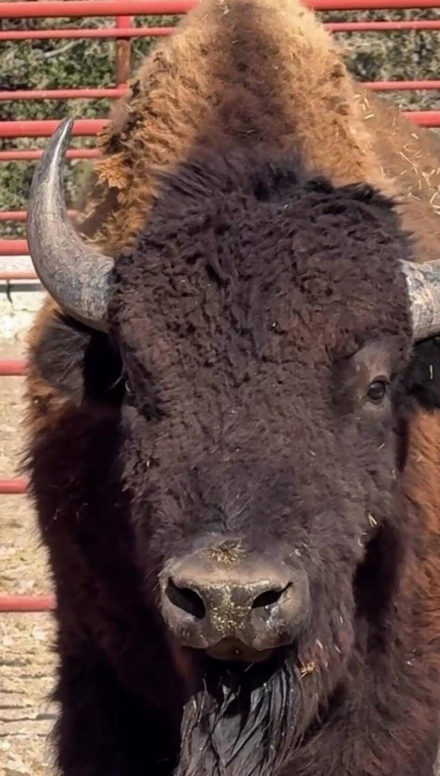 Regresan 44 bisontes a Cuatro Ciénegas tras un siglo