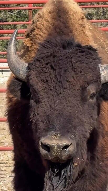Regresan 44 bisontes a Cuatro Ciénegas tras un siglo
