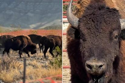 Regresan 44 bisontes a Cuatro Ciénegas tras un siglo