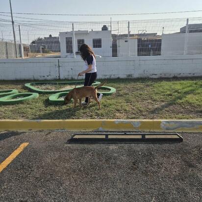 Estudiantes de preparatoria impulsan acciones de bienestar animal en Monclova