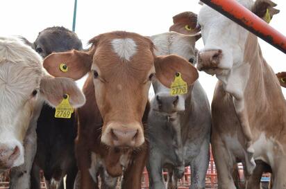 El Centro de Subastas de Castaños va a beneficiar a los productores locales