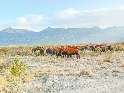 Regreso del bisonte fortalece biodiversidad y cultura indígena