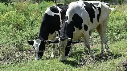 Ejidos de Monclova mantienen forraje disponible pese a bajas temperaturas: Fomento Agropecuario