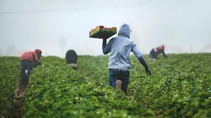 Agricultores: ayuda de 12,000 mdd de Trump es insuficiente