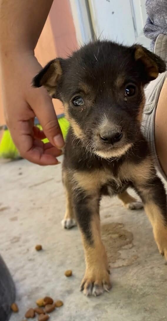 Adopción