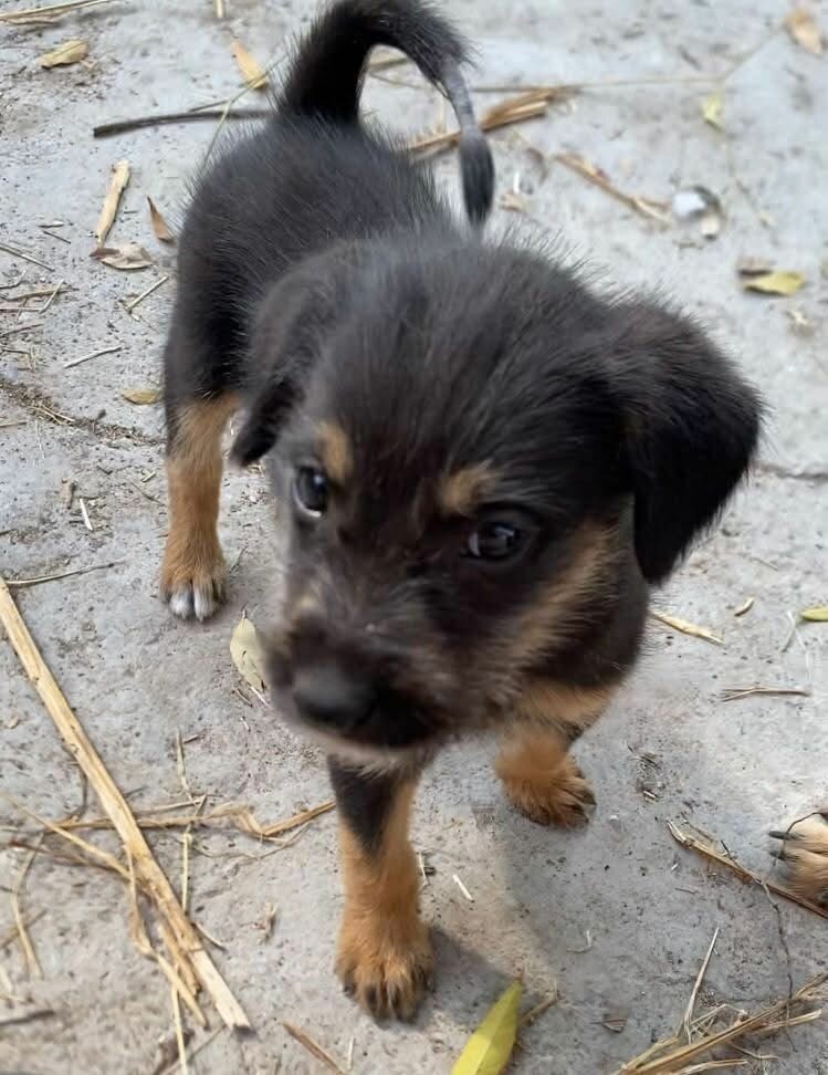 Adopción
